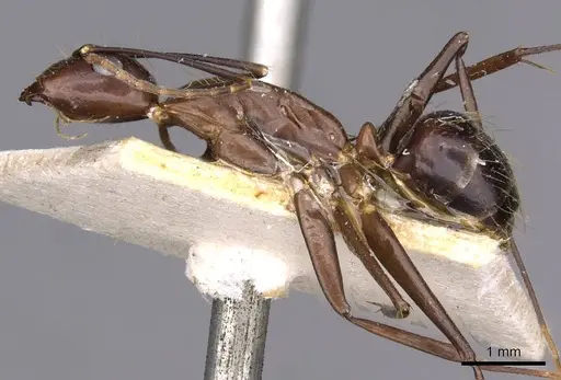 Camponotus variegatus specimen CASENT0910169 image casent0910169_3