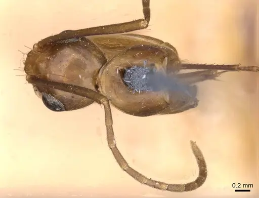 Camponotus variegatus specimen CASENT0910170 image casent0910170_1