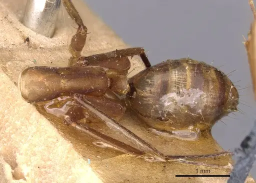 Camponotus variegatus specimen CASENT0910170 image casent0910170_2