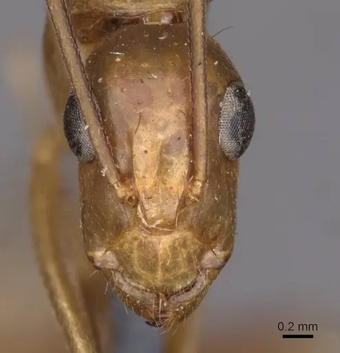 Camponotus variegatus specimen CASENT0910170 image casent0910170_3