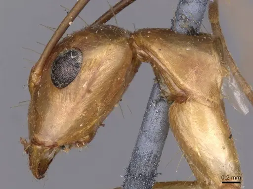Camponotus variegatus specimen CASENT0910170 image casent0910170_4