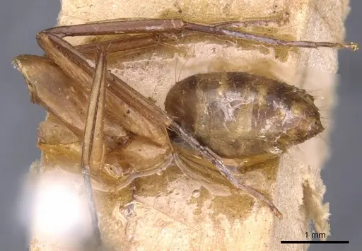 Camponotus variegatus specimen CASENT0910170 image casent0910170_5