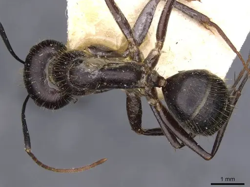Camponotus variegatus specimen CASENT0910171 image casent0910171_1
