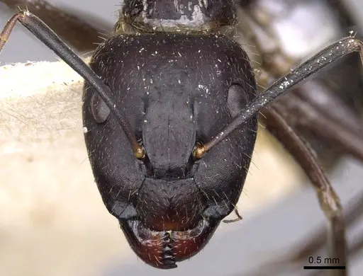 Camponotus variegatus specimen CASENT0910171 image casent0910171_2
