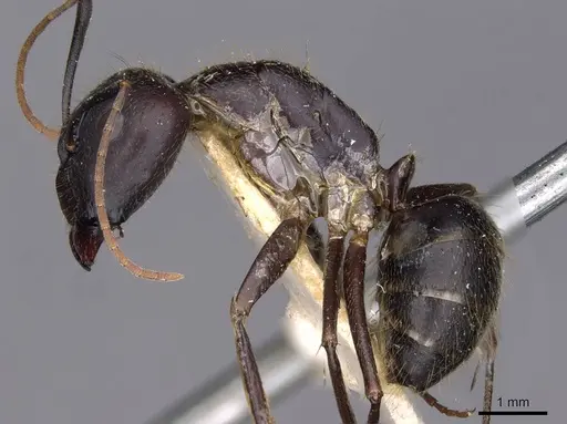Camponotus variegatus specimen CASENT0910171 image casent0910171_3