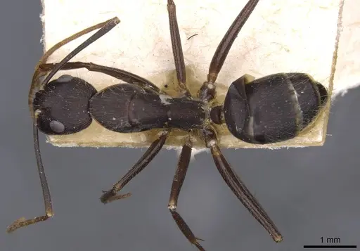 Camponotus variegatus specimen CASENT0910172 image casent0910172_1