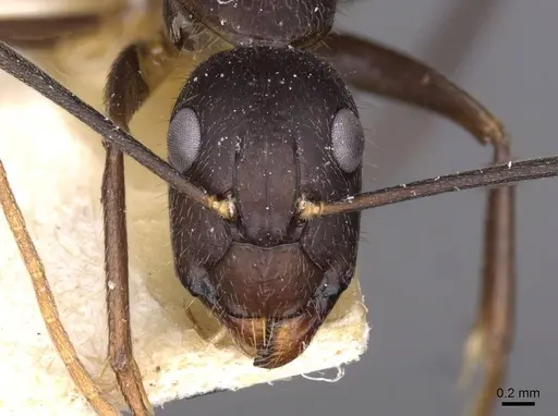 Camponotus variegatus specimen CASENT0910172 image casent0910172_2