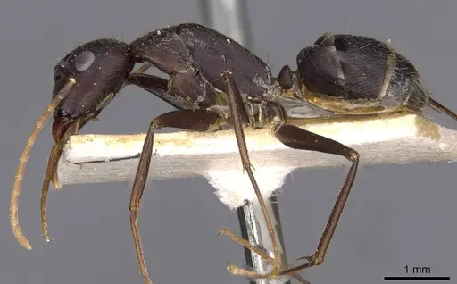 Camponotus variegatus specimen CASENT0910172 image casent0910172_3