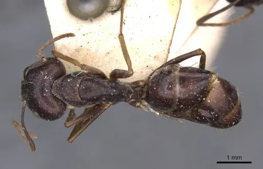 Camponotus variegatus specimen CASENT0910173 image casent0910173_1