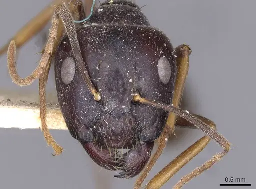Camponotus variegatus specimen CASENT0910173 image casent0910173_2