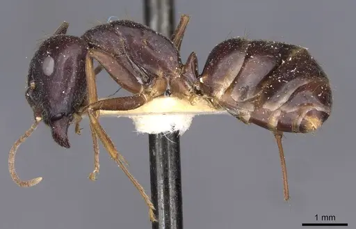 Camponotus variegatus specimen CASENT0910173 image casent0910173_3
