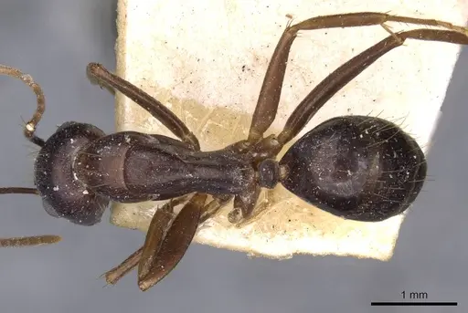 Camponotus variegatus specimen CASENT0910174 image casent0910174_1