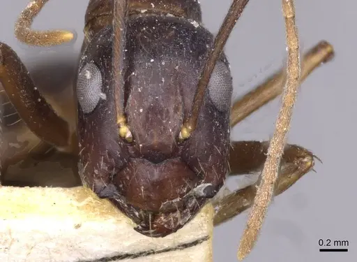 Camponotus variegatus specimen CASENT0910174 image casent0910174_2