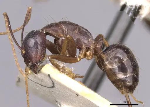 Camponotus variegatus specimen CASENT0910174 image casent0910174_3