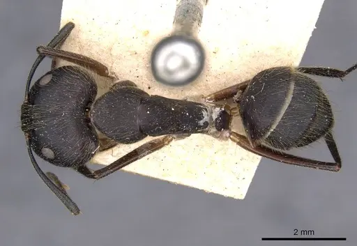 Camponotus variegatus specimen CASENT0910185 image casent0910185_1