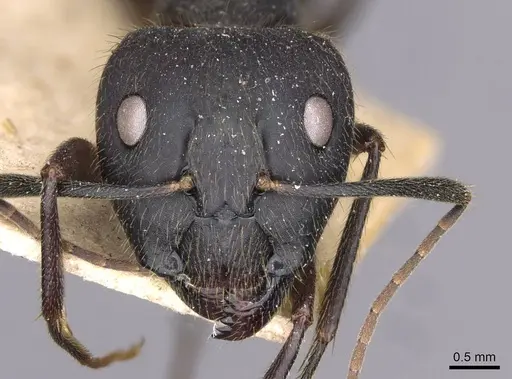 Camponotus variegatus specimen CASENT0910185 image casent0910185_2