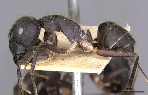 Camponotus variegatus specimen CASENT0910185 image casent0910185_3