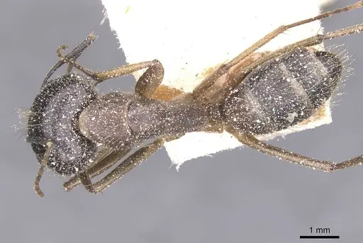 Camponotus variegatus specimen CASENT0912077 image casent0912077_1