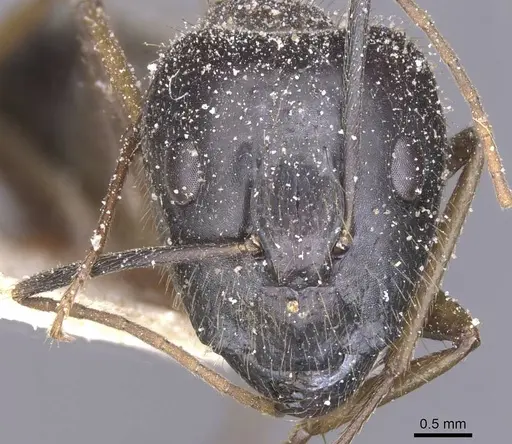 Camponotus variegatus specimen CASENT0912077 image casent0912077_2