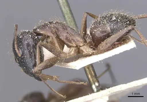 Camponotus variegatus specimen CASENT0912077 image casent0912077_3