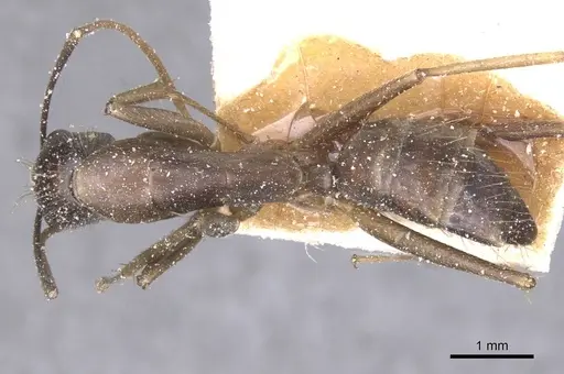 Camponotus variegatus specimen CASENT0912078 image casent0912078_1