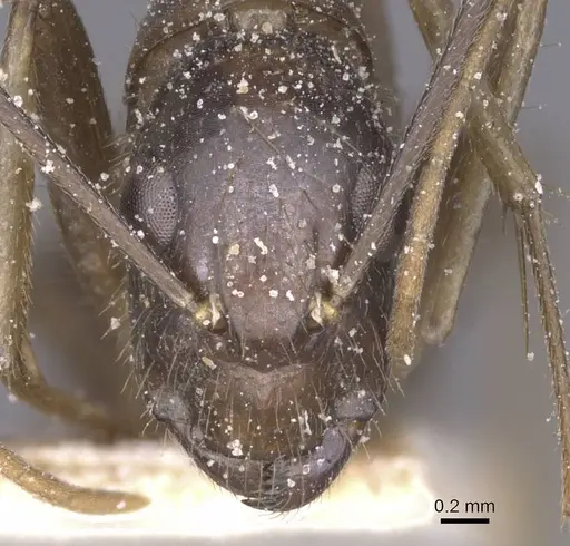 Camponotus variegatus specimen CASENT0912078 image casent0912078_2