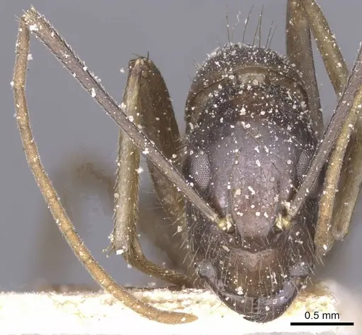 Camponotus variegatus specimen CASENT0912078 image casent0912078_3