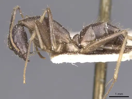 Camponotus variegatus specimen CASENT0912078 image casent0912078_4