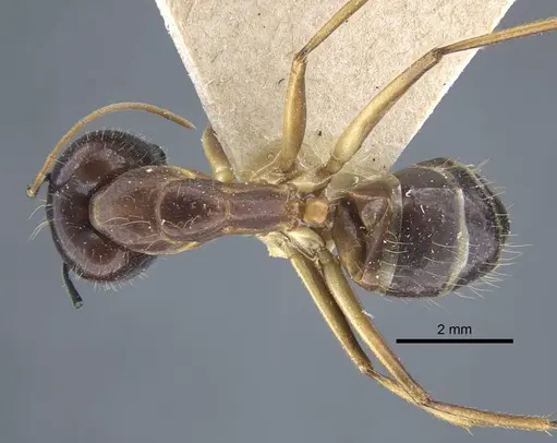 Camponotus variegatus specimen CASENT0917152 image casent0917152_1