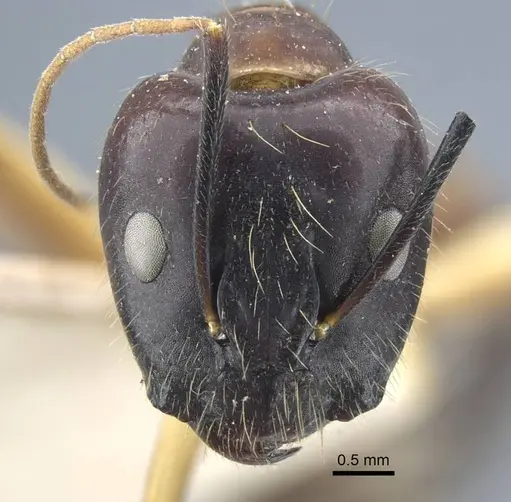 Camponotus variegatus specimen CASENT0917152 image casent0917152_2