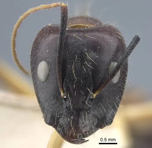 Camponotus variegatus specimen CASENT0917152 image casent0917152_3