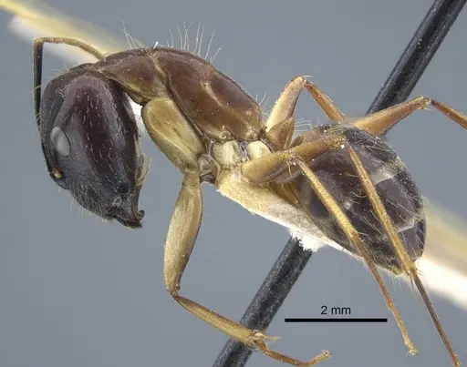 Camponotus variegatus specimen CASENT0917152 image casent0917152_4