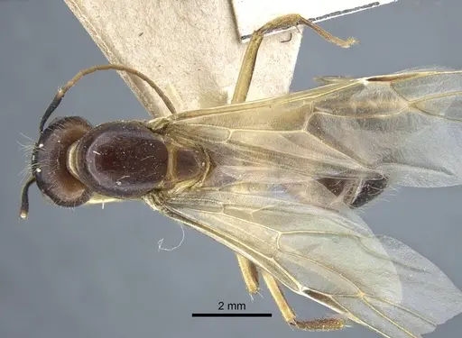 Camponotus variegatus specimen CASENT0917153 image casent0917153_1