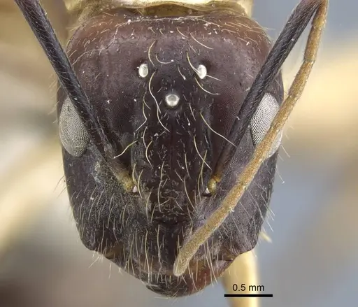Camponotus variegatus specimen CASENT0917153 image casent0917153_2
