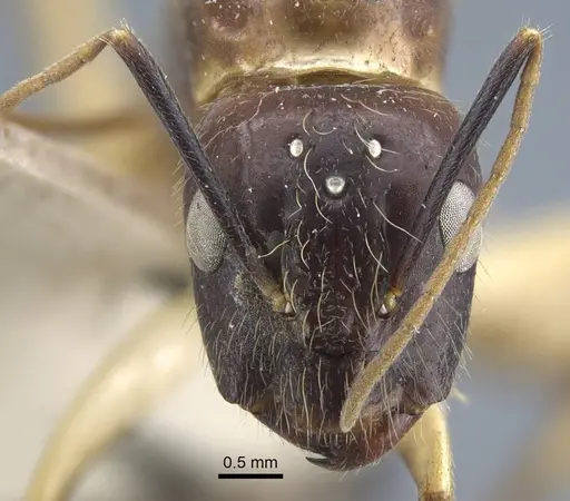 Camponotus variegatus specimen CASENT0917153 image casent0917153_3