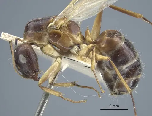 Camponotus variegatus specimen CASENT0917153 image casent0917153_4