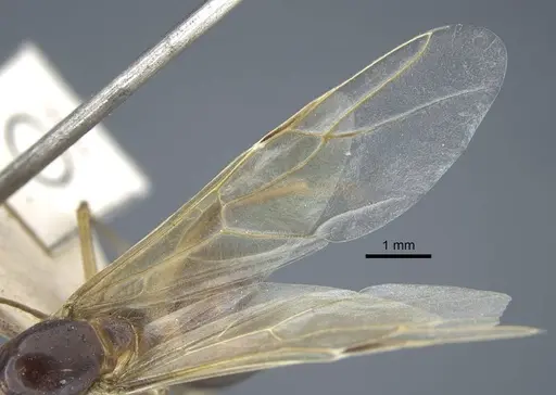 Camponotus variegatus specimen CASENT0917153 image casent0917153_5