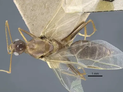 Camponotus variegatus specimen CASENT0917154 image casent0917154_1