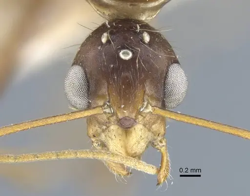 Camponotus variegatus specimen CASENT0917154 image casent0917154_2