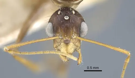 Camponotus variegatus specimen CASENT0917154 image casent0917154_3