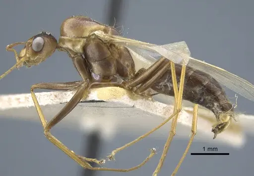 Camponotus variegatus specimen CASENT0917154 image casent0917154_4