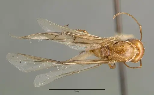Camponotus variegatus specimen CASTYPE06942-01 image castype06942-01_1