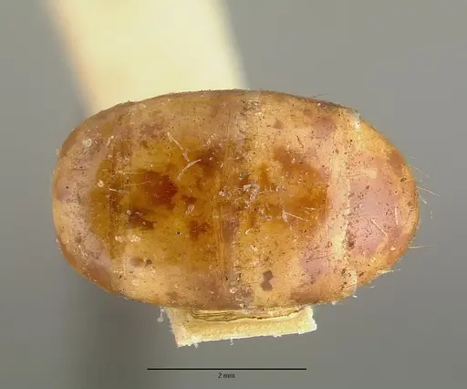 Camponotus variegatus specimen CASTYPE06942-01 image castype06942-01_2