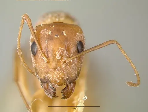 Camponotus variegatus specimen CASTYPE06942-01 image castype06942-01_3