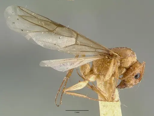 Camponotus variegatus specimen CASTYPE06942-01 image castype06942-01_4
