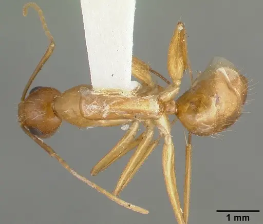 Camponotus variegatus specimen CASTYPE06942-02 image castype06942-02_1