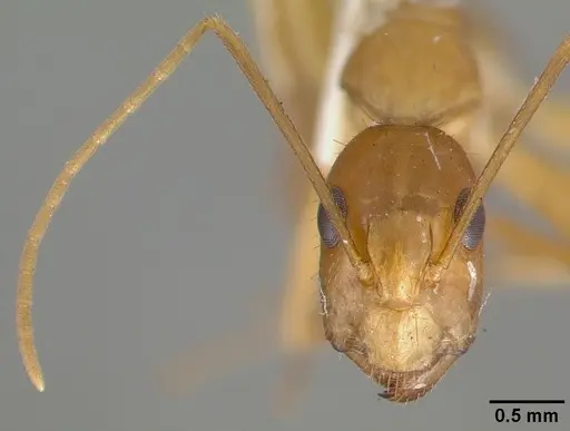 Camponotus variegatus specimen CASTYPE06942-02 image castype06942-02_2
