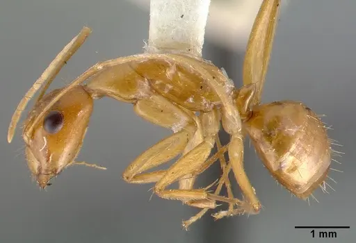 Camponotus variegatus specimen CASTYPE06942-02 image castype06942-02_3