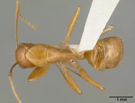 Camponotus variegatus specimen CASTYPE06942-03 image castype06942-03_1