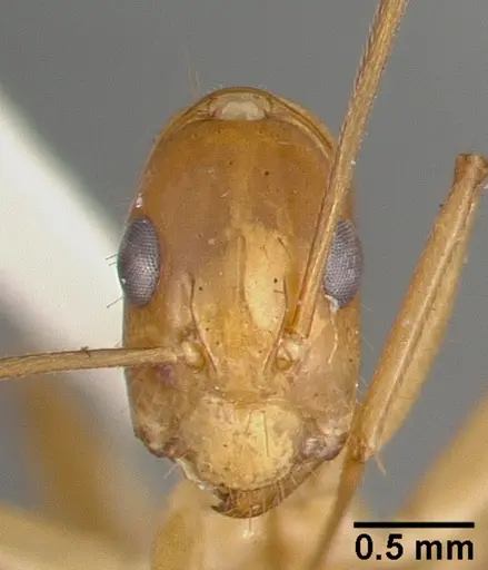 Camponotus variegatus specimen CASTYPE06942-03 image castype06942-03_2